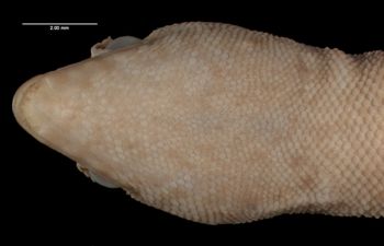 Media type: image;   Herpetology R-10786